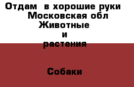 Отдам  в хорошие руки.  - Московская обл. Животные и растения » Собаки   